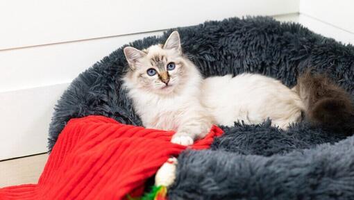 Katze mit blauen Augen, die im Katzenbett liegt