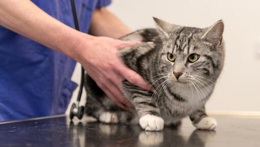 Tierarzt untersucht Katze