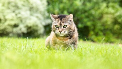 Katze sitzt im Gras