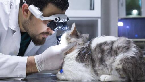 Tierarzt, der Ausrüstung trägt, um die Augen einer Katze zu untersuchen
