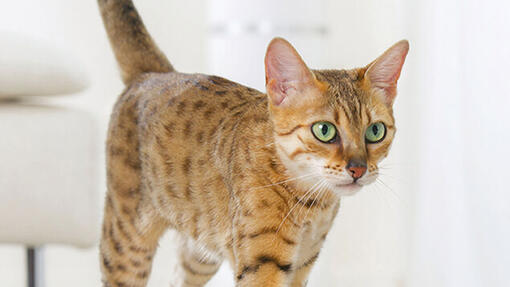 Nahaufnahme einer Bengalkatze mit grünen Augen