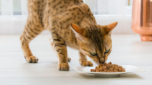 Chat Bengal mangeant de la pâtée