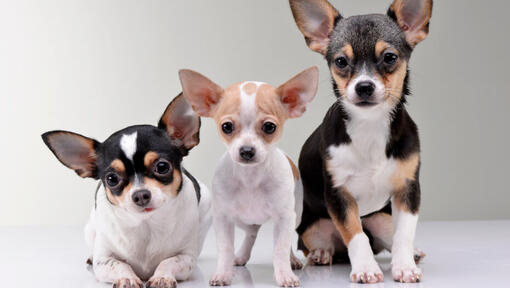 Drei Chihuahuas