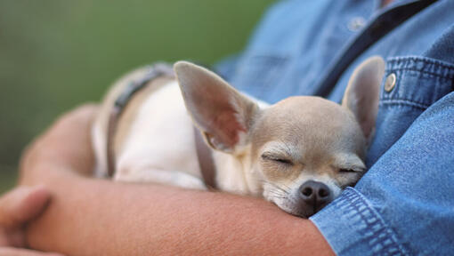 Chihuahua, der auf den Händen eines Mannes schläft