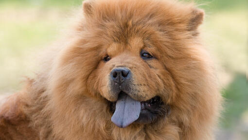 Cremefarbener Chow Chow