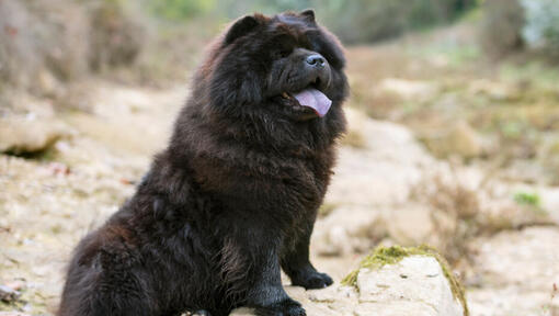 Sitzender schwarzer Chow-Chow