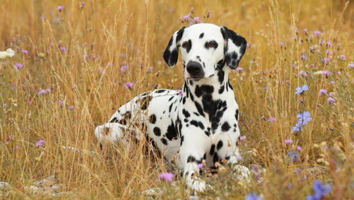 Dalmatien