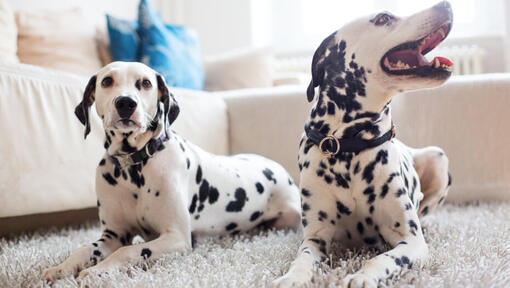 Dalmatien