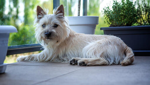 Ungepflegter weisser Hund, der auf einem Balkon sitzt