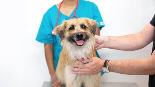 Vétérinaire examinant un chien à poil long