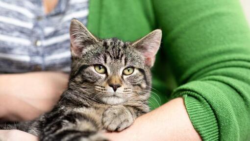 Dunkle Katze, die vom Besitzer auf dem Arm gehalten wird