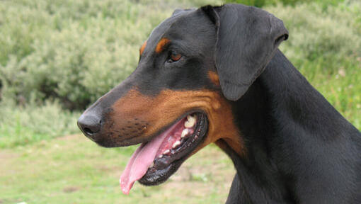 Doberman regardant vers la gauche