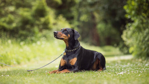 dobermann lying on the grass