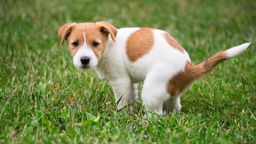 chiot avec des tâches faisant ses besoins dans l'herbe