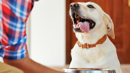 Besitzer gibt Labrador einen Napf