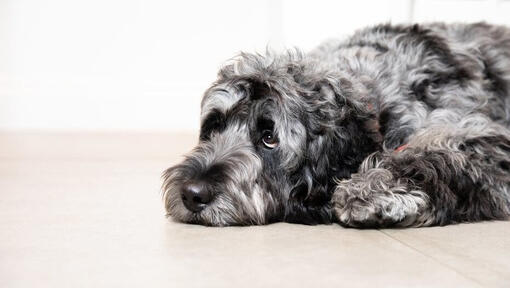 Chien gris triste, allongé sur le sol