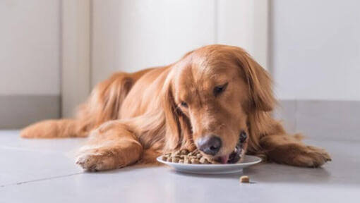 Golden Retriever liegt beim Fressen