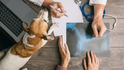 Vétérinaire examinant une radiographie avec un petit chien sur la table