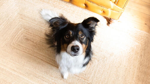 Chien assis sur un tapis regardant vers le haut