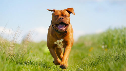 Dogue de Bordeaux heureux courant dans un pré