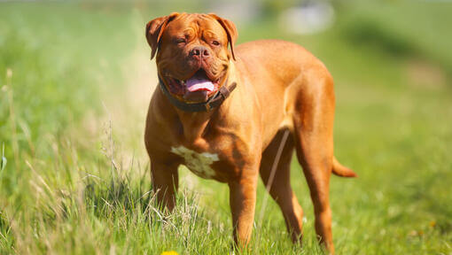 Dogue de Bordeaux sur l'herbe