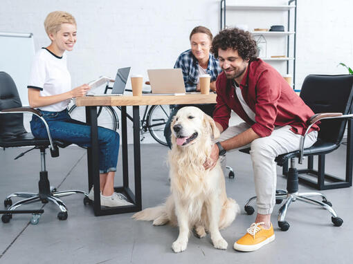 Golden Retriever sitzt an einem Schreibtisch, an dem eine Gruppe arbeitet