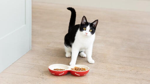Chat noir et blanc devant des gamelles de nourriture pour chat