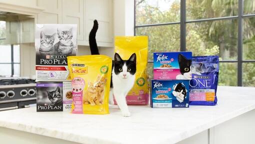 Schwarz-weisse Katze mit Purina-Katzenfutterverpackungen