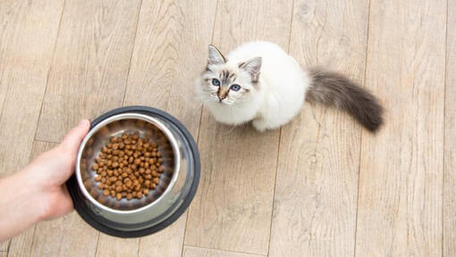 Chat attendant de la nourriture