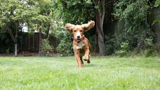 Chiot courant dans un jardin