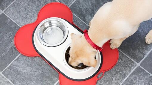 Gelber Labradorwelpe, der aus einem Napf frisst