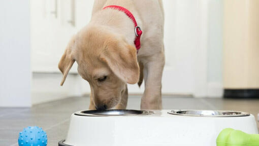 Labradorwelpe mit rotem Halsband, der aus einem Napf frisst