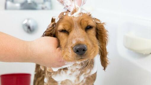 Chiot se faisant shampouiner la tête