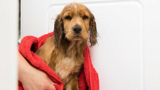 Chiot enveloppé dans une serviette rouge