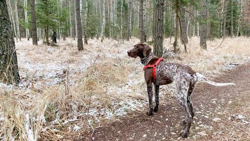 Deutscher Kurzhaar, der durch den Wald geht