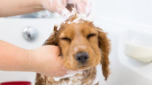 Propriétaire shampouinant son jeune chiot