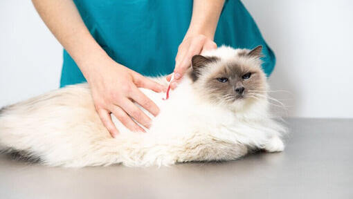 Tierarzt untersucht das Fell einer flauschigen Katze