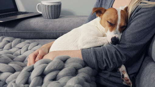 Jack Russell Welpe schläft in den Armen des Besitzers