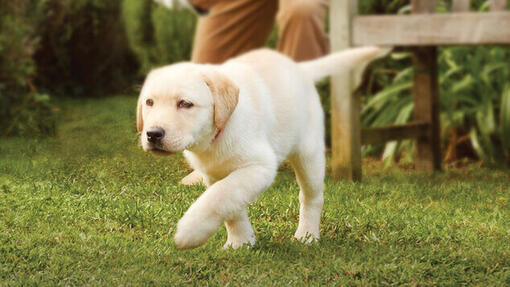 Labradorwelpe, der durch einen Garten läuft