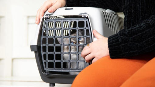 Chat touffu couché dans une caisse de transport