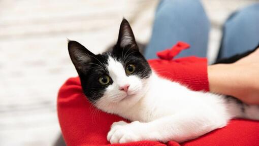 Chaton noir et blanc câlinant propriétaire