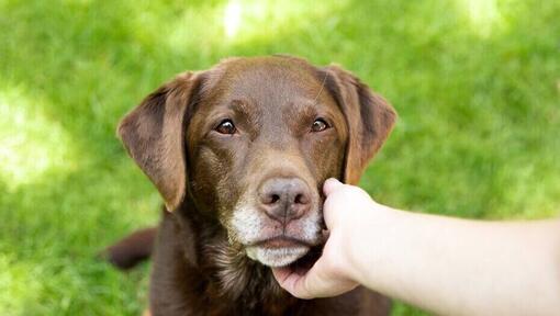 Hund wird vom Besitzer gestreichelt