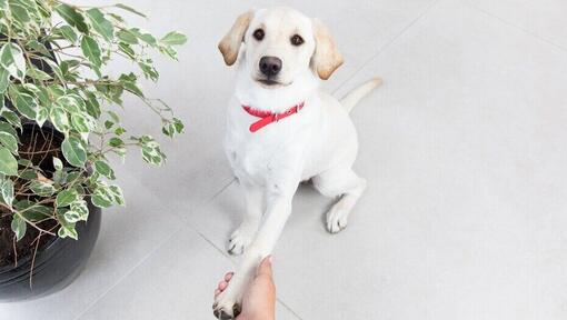 Chiot donnant la patte à sa propriétaire