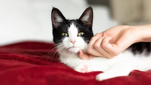 propriétaire grattant le menton d’un chaton