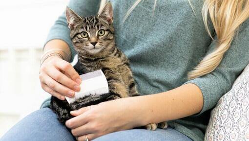 Femme brossant un chaton avec un peigne blanc