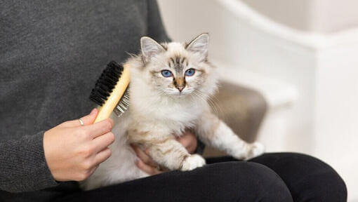 Besitzer bürstet weisse Katze