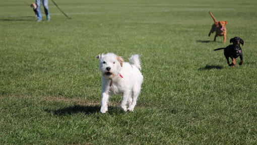 Chien blanc courant dans le parc avec d'autres chiens en aboyant