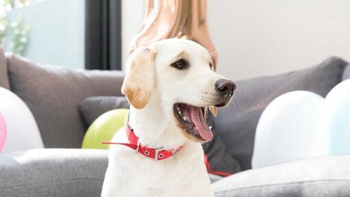 Labrador sable avec la bouche ouverte dans une maison