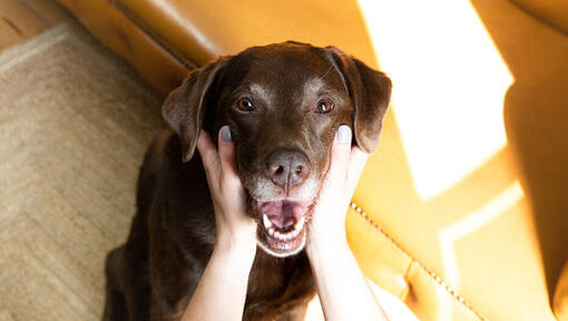 Chien caressé sur le cou