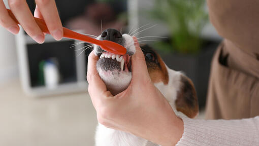 Jack Russell se faisant brosser les dents
